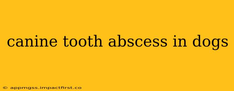 canine tooth abscess in dogs