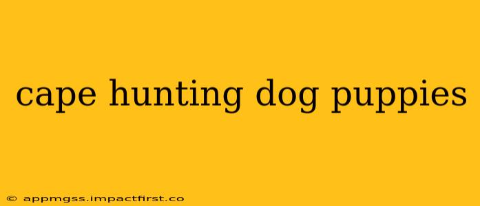 cape hunting dog puppies