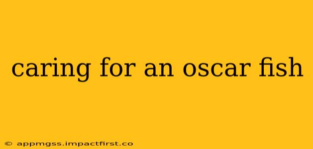 caring for an oscar fish