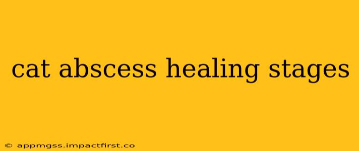 cat abscess healing stages