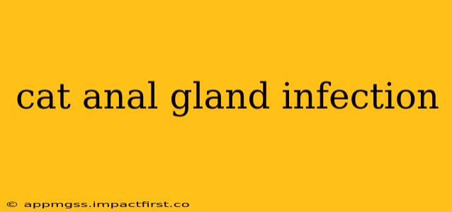 cat anal gland infection