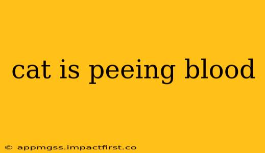 cat is peeing blood