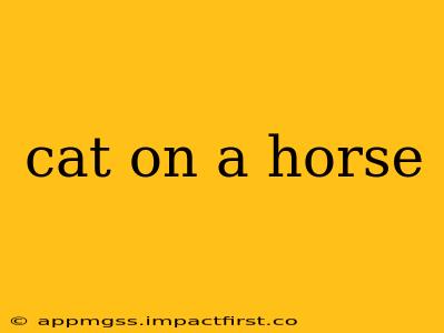 cat on a horse