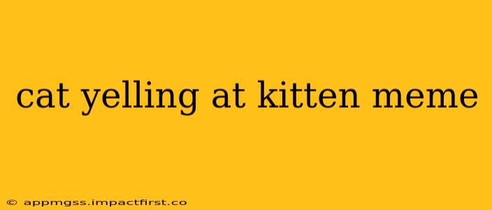 cat yelling at kitten meme