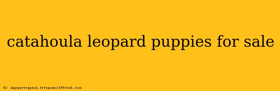 catahoula leopard puppies for sale
