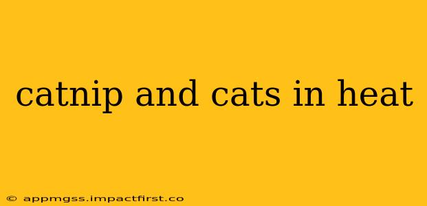 catnip and cats in heat