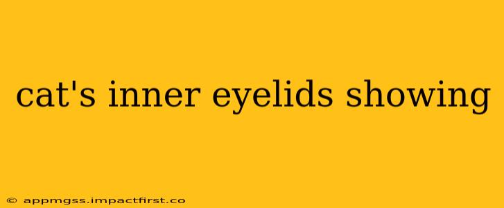 cat's inner eyelids showing
