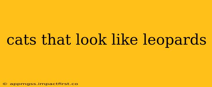 cats that look like leopards