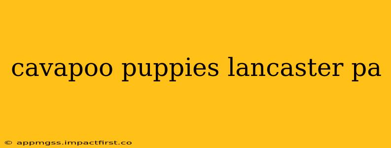 cavapoo puppies lancaster pa