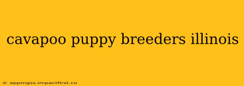 cavapoo puppy breeders illinois