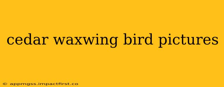 cedar waxwing bird pictures