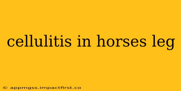 cellulitis in horses leg