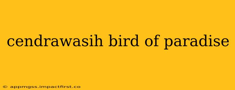 cendrawasih bird of paradise