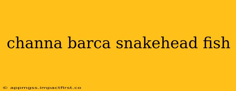 channa barca snakehead fish