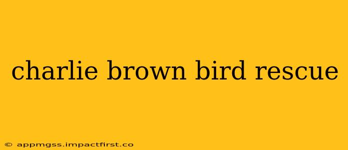 charlie brown bird rescue