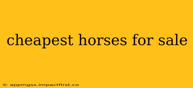 cheapest horses for sale