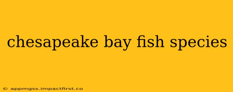 chesapeake bay fish species