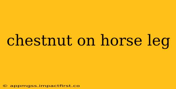 chestnut on horse leg