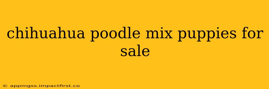 chihuahua poodle mix puppies for sale