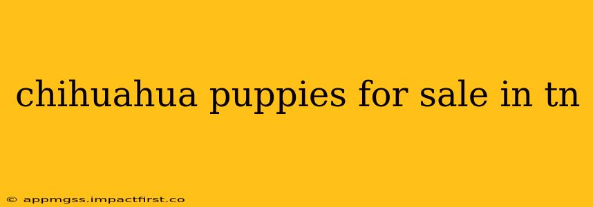 chihuahua puppies for sale in tn