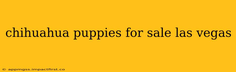 chihuahua puppies for sale las vegas