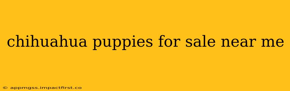 chihuahua puppies for sale near me