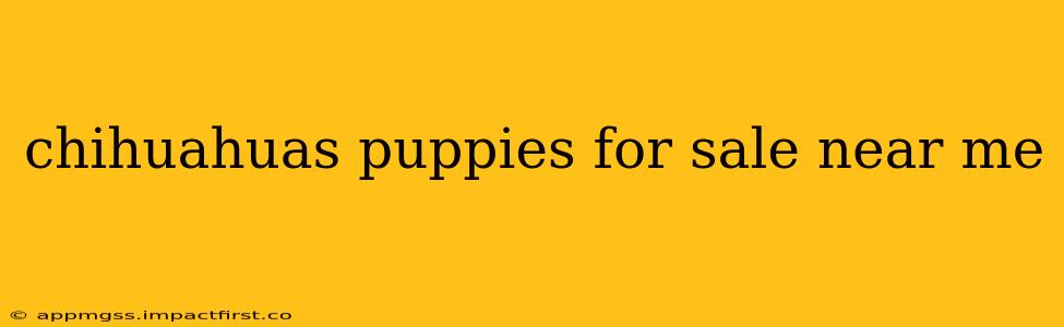 chihuahuas puppies for sale near me