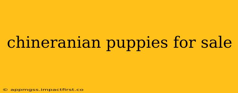 chineranian puppies for sale