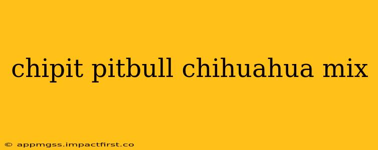 chipit pitbull chihuahua mix