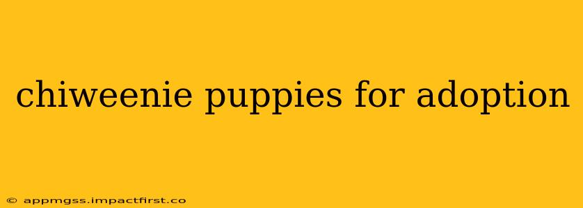 chiweenie puppies for adoption