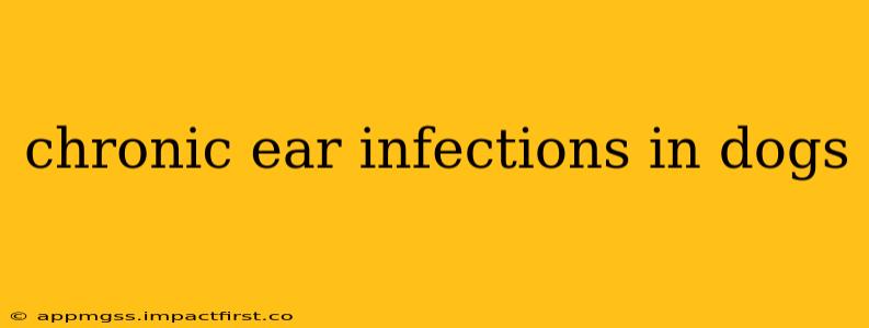 chronic ear infections in dogs