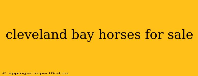 cleveland bay horses for sale