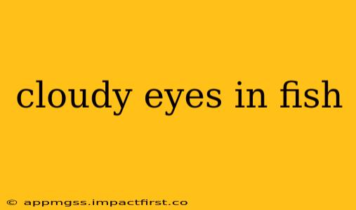 cloudy eyes in fish