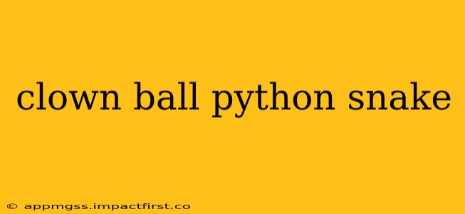 clown ball python snake