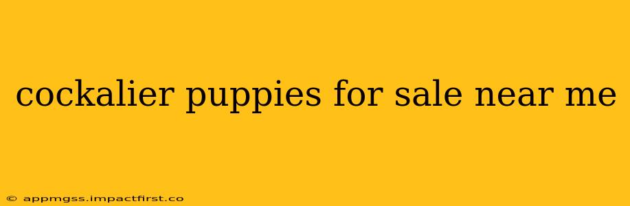 cockalier puppies for sale near me