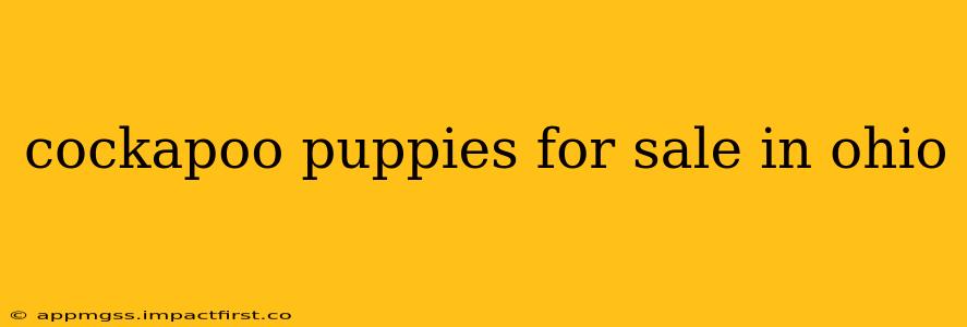 cockapoo puppies for sale in ohio