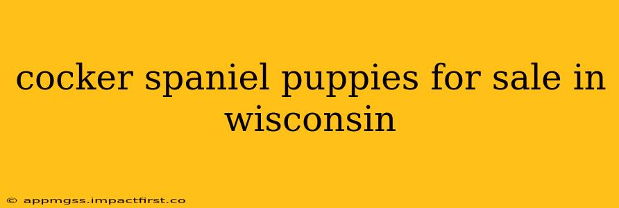 cocker spaniel puppies for sale in wisconsin