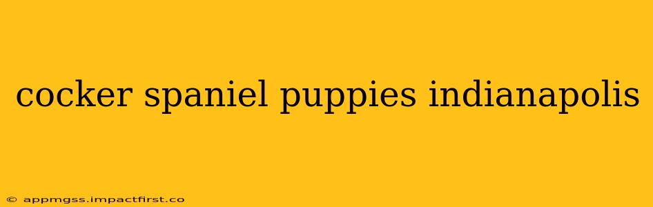 cocker spaniel puppies indianapolis