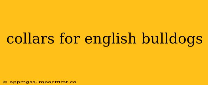collars for english bulldogs