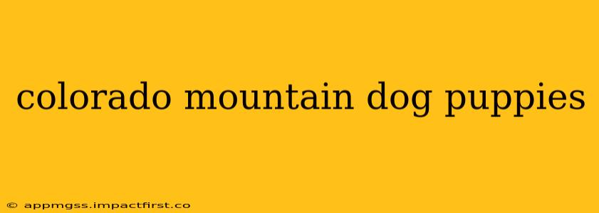colorado mountain dog puppies