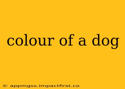 colour of a dog