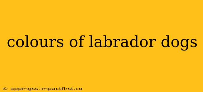 colours of labrador dogs