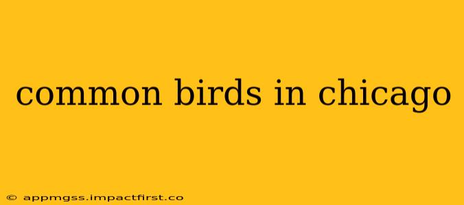 common birds in chicago