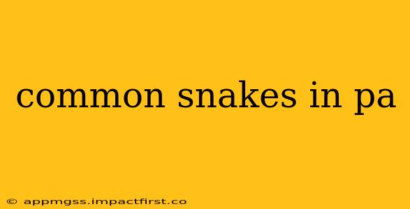 common snakes in pa