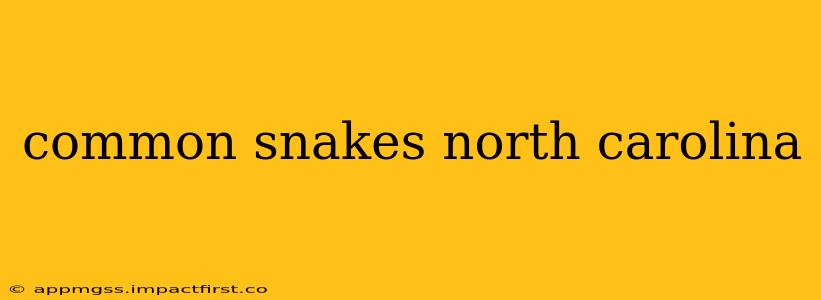 common snakes north carolina