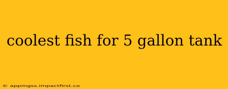 coolest fish for 5 gallon tank