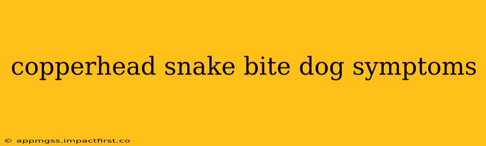 copperhead snake bite dog symptoms