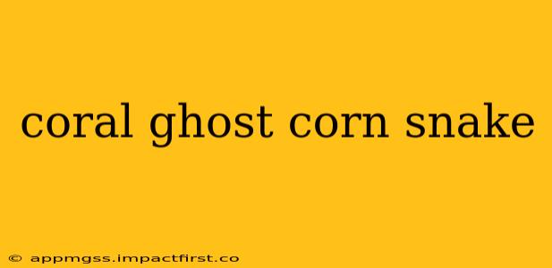 coral ghost corn snake