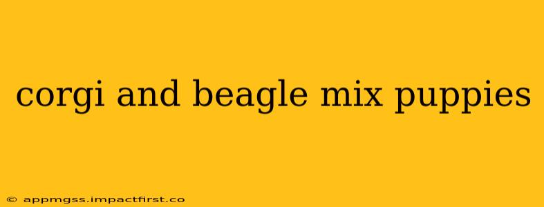 corgi and beagle mix puppies