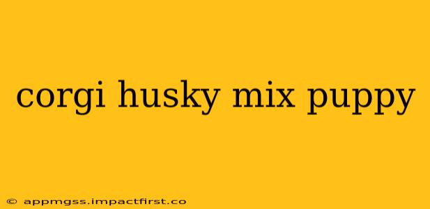 corgi husky mix puppy